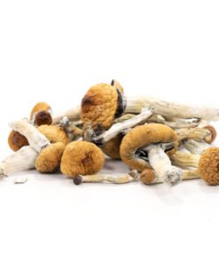 Golden-Teacher-Mushrooms , Golden-Teacher-shrooms