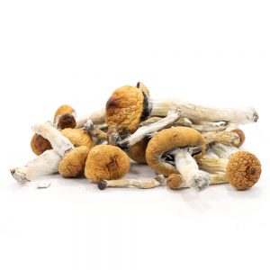 Golden-Teacher-Mushrooms , Golden-Teacher-shrooms