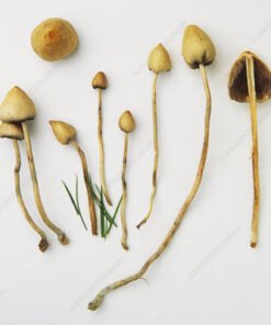Liberty Caps