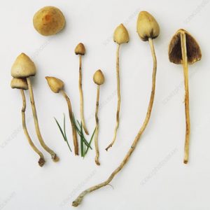 Liberty Caps
