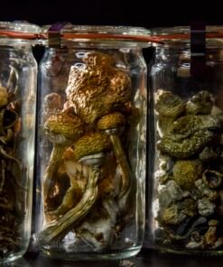 magic mushrooms , shrooms for sale