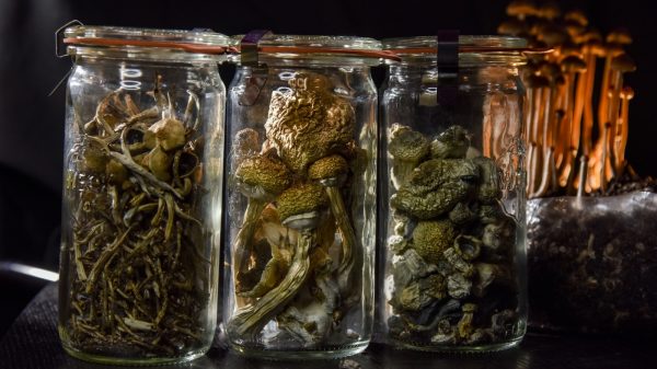magic mushrooms , shrooms for sale