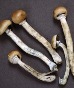 Magic Mushrooms