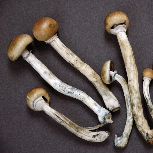 Magic Mushrooms