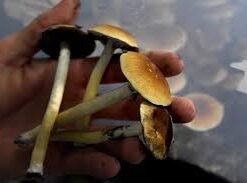 Golden-Teacher-Mushrooms