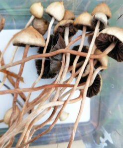 Alternative view of Liberty Caps