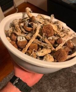 golden teacher shrooms , golden teacher mushrooms
