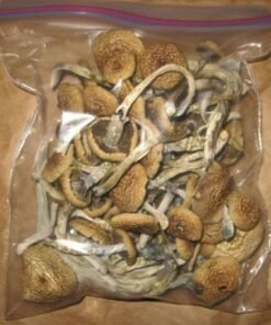 penis envy shrooms , penis envy shroom , Penis envy mushrooms, , albino penis envy mushrooms penis envy mushroom strain
