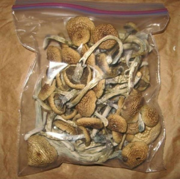 penis envy shrooms , penis envy shroom , Penis envy mushrooms, , albino penis envy mushrooms penis envy mushroom strain