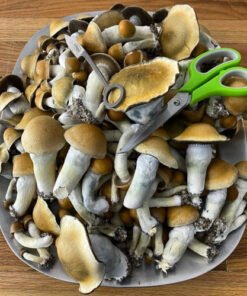 penis envy shrooms , penis envy shroom , Penis envy mushrooms, , albino penis envy mushrooms penis envy mushroom strain