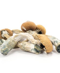Alternative view of Penis Envy Mushroom