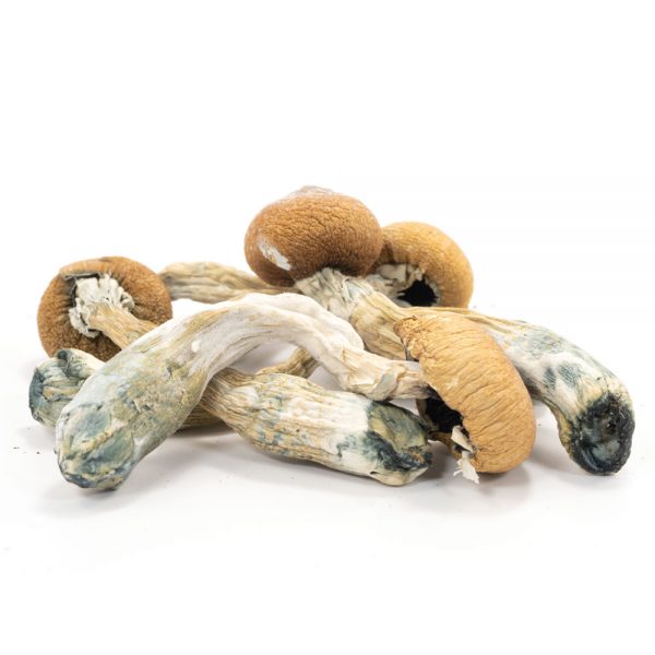 Penis Envy Mushroom - Image 2